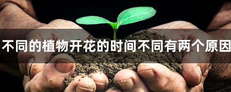 不同的植物开花的时间不同有两个原因 不同的植物开花的时间不同有两个原因