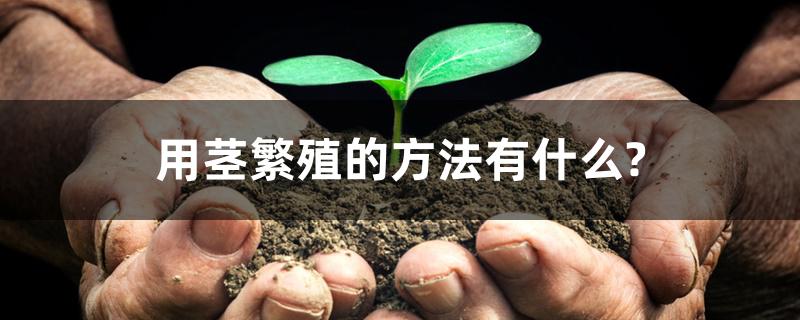用茎繁殖的方法有什么? 用茎繁殖的方法有什么?