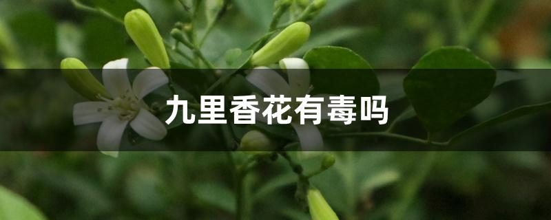 九里香花有毒吗 九里香花有毒吗