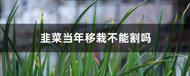 韭菜当年移栽不能割吗 韭菜当年移栽不能割吗