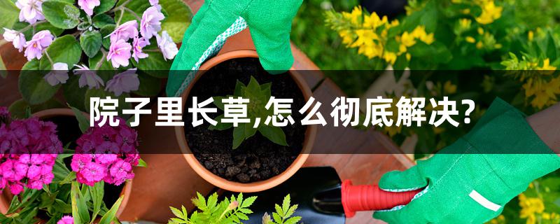 院子里长草,怎么彻底解决? 院子里长草,怎么彻底解决?