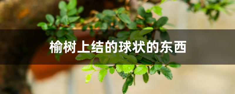 榆树上结的球状的东西 榆树上结的球状的东西