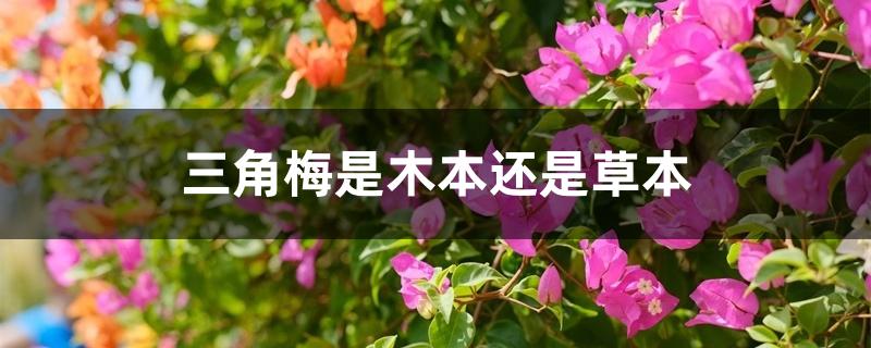 三角梅是木本还是草本 三角梅是木本还是草本