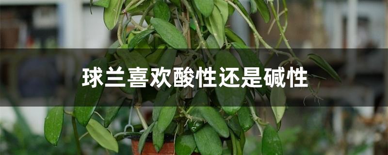 球兰喜欢酸性还是碱性 球兰喜欢酸性还是碱性