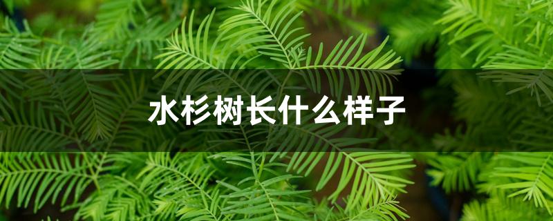 水杉树长什么样子 水杉树长什么样子