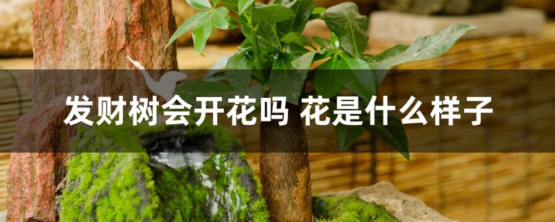 发财树会开花吗 花是什么样子 发财树会开花吗 花是什么样子