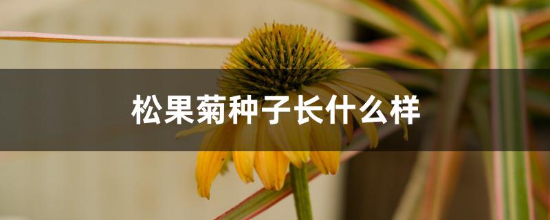 松果菊种子长什么样