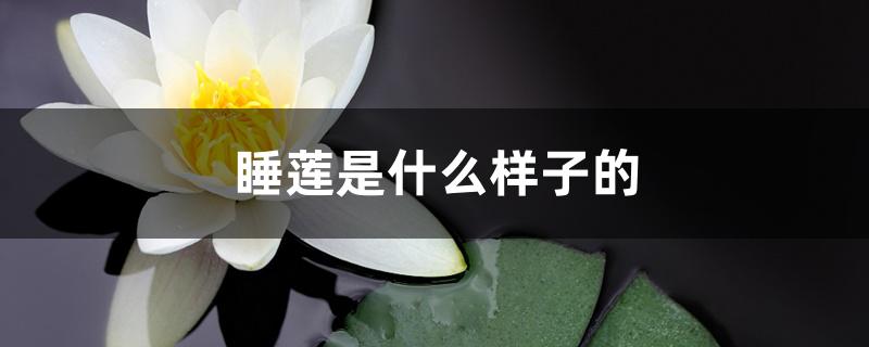睡莲是什么样子的 睡莲是什么样子的