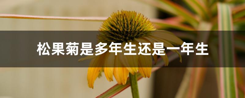 松果菊是多年生还是一年生 松果菊是多年生还是一年生