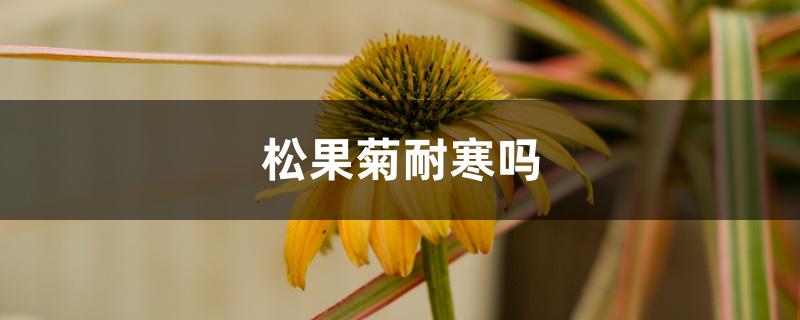 松果菊耐寒吗 松果菊耐寒吗