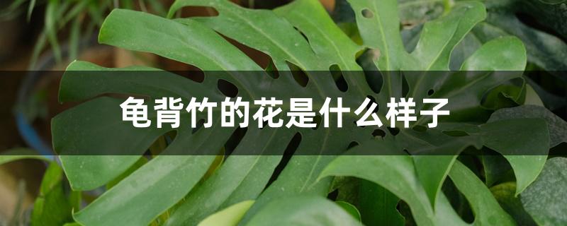 龟背竹的花是什么样子 龟背竹的花是什么样子
