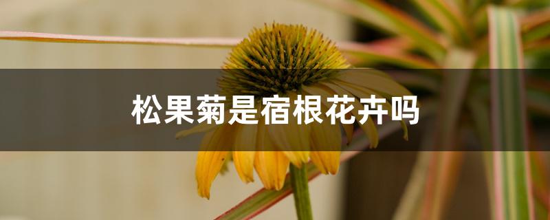 松果菊是宿根花卉吗 松果菊是宿根花卉吗
