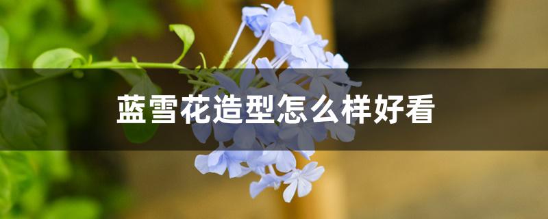 蓝雪花造型怎么样好看 蓝雪花造型怎么样好看