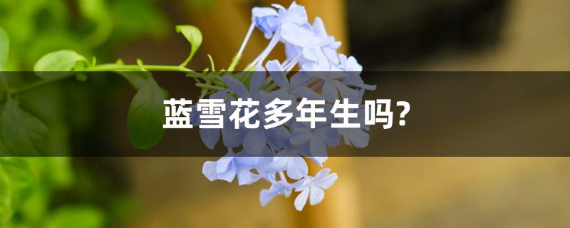 蓝雪花多年生吗? 蓝雪花多年生吗?