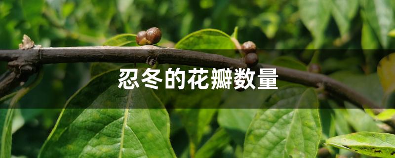 忍冬的花瓣数量 忍冬的花瓣数量