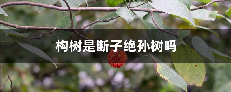 构树是断子绝孙树吗 构树是断子绝孙树吗