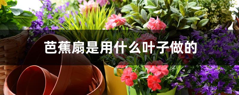 芭蕉扇是用什么叶子做的 芭蕉扇是用什么叶子做的