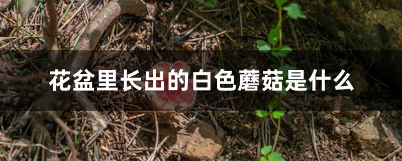 花盆里长出的白色蘑菇是什么 花盆里长出的白色蘑菇是什么