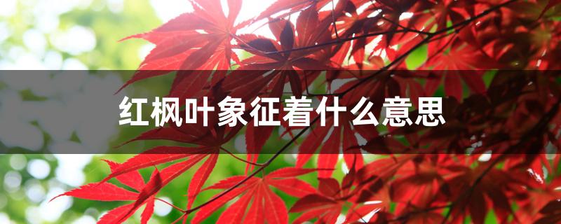 红枫叶象征着什么意思