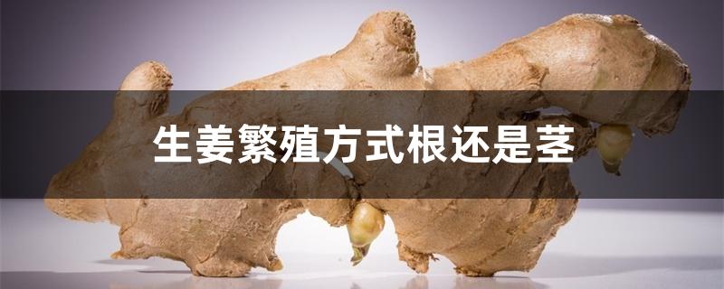 生姜繁殖方式根还是茎