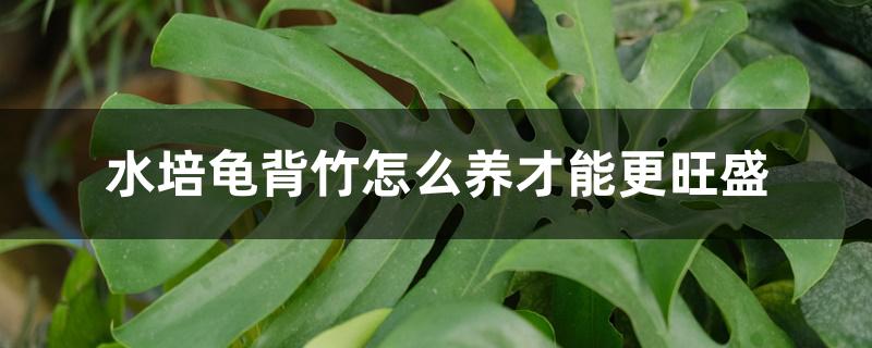 水培龟背竹怎么养才能更旺盛 水培龟背竹怎么养才能更旺盛