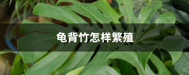 龟背竹怎样繁殖 龟背竹怎样繁殖