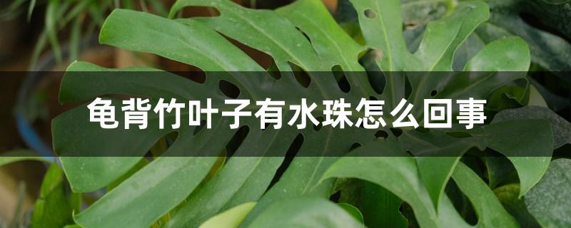 龟背竹叶子有水珠怎么回事 龟背竹叶子有水珠怎么回事