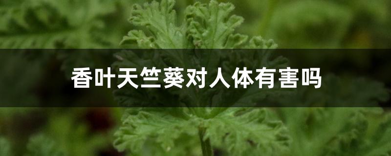 香叶天竺葵对人体有害吗 香叶天竺葵对人体有害吗