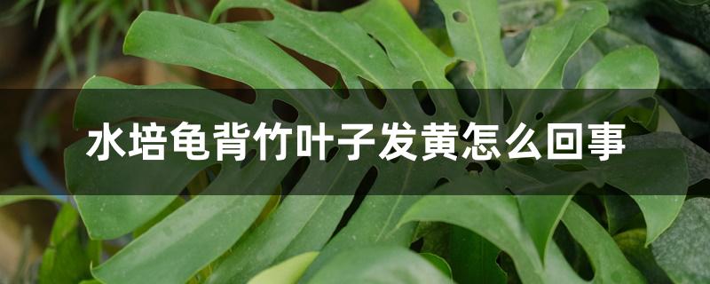 水培龟背竹叶子发黄怎么回事