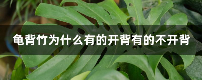 龟背竹为什么有的开背有的不开背 龟背竹为什么有的开背有的不开背