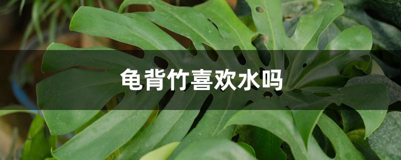龟背竹喜欢水吗 龟背竹喜欢水吗