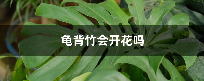 龟背竹会开花吗 龟背竹会开花吗