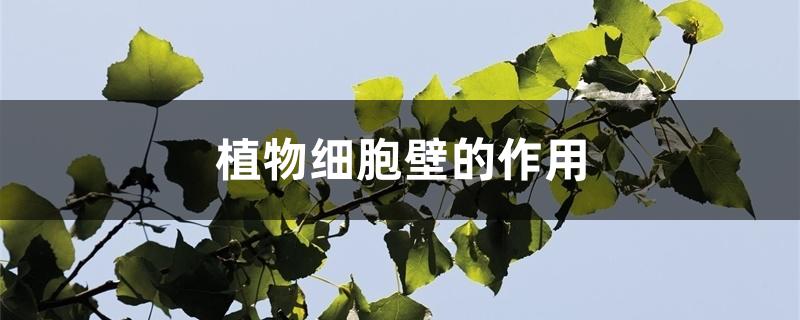 植物细胞壁的作用 植物细胞壁的作用