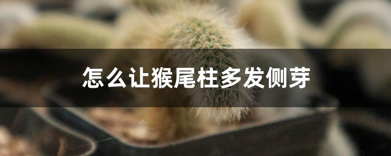 怎么让猴尾柱多发侧芽 怎么让猴尾柱多发侧芽