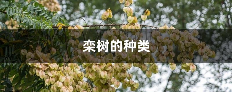 栾树的种类 栾树的种类