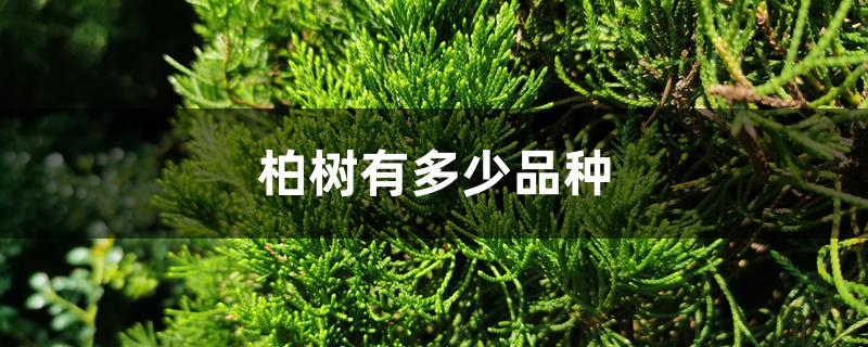 柏树有多少品种 柏树有多少品种