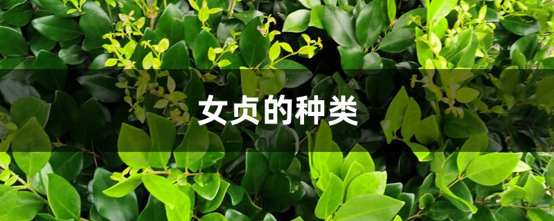 女贞的种类 女贞的种类