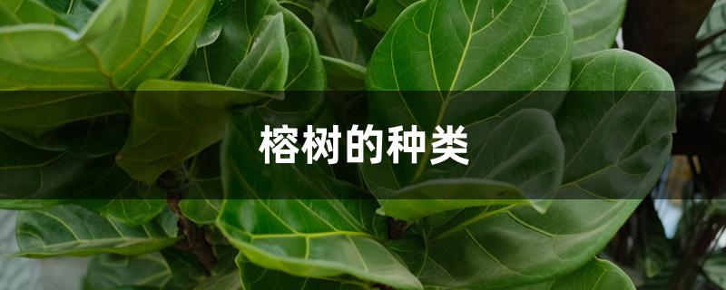 榕树的种类 榕树的种类