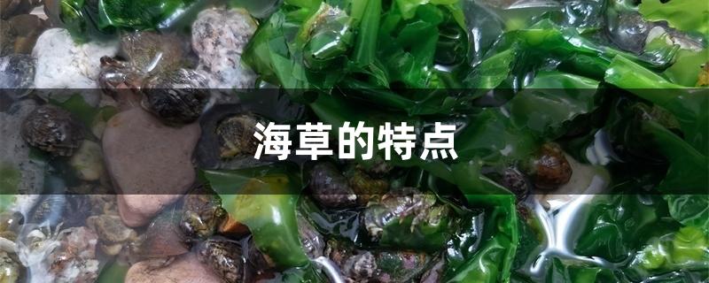 海草的特点 海草的特点