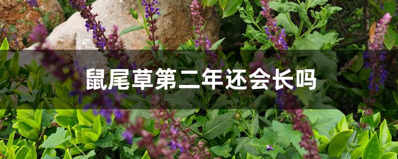 鼠尾草第二年还会长吗 鼠尾草第二年还会长吗