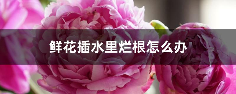 鲜花插水里烂根怎么办 鲜花插水里烂根怎么办