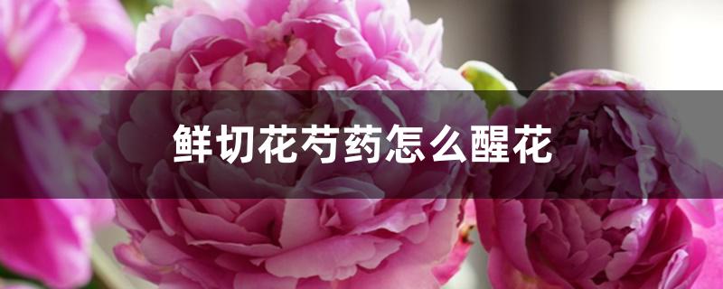 鲜切花芍药怎么醒花 鲜切花芍药怎么醒花