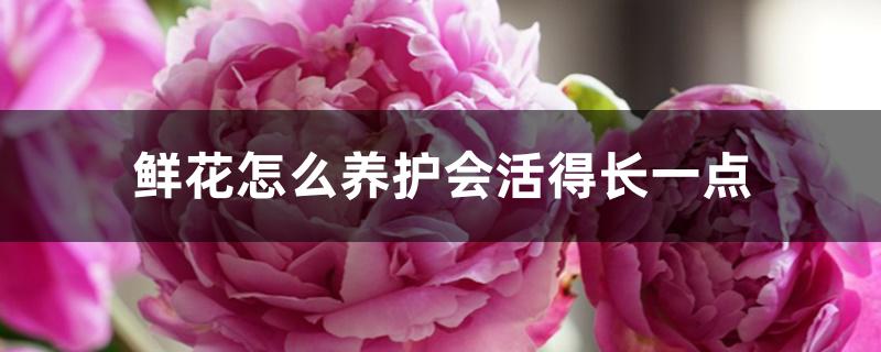 鲜花怎么养护会活得长一点 鲜花怎么养护会活得长一点