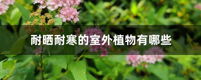 耐晒耐寒的室外植物有哪些 耐晒耐寒的室外植物有哪些
