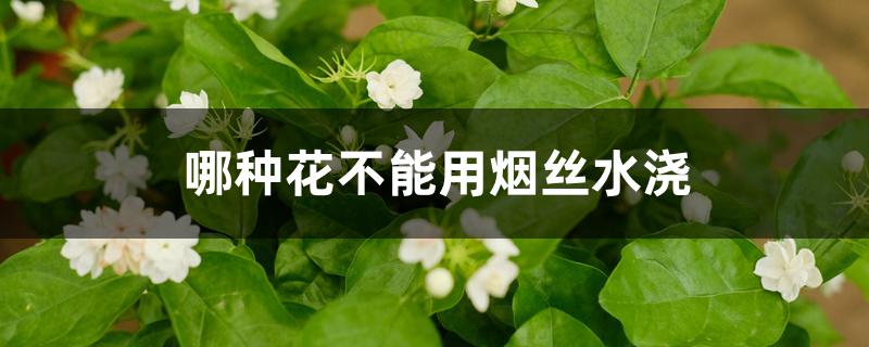 哪种花不能用烟丝水浇 哪种花不能用烟丝水浇