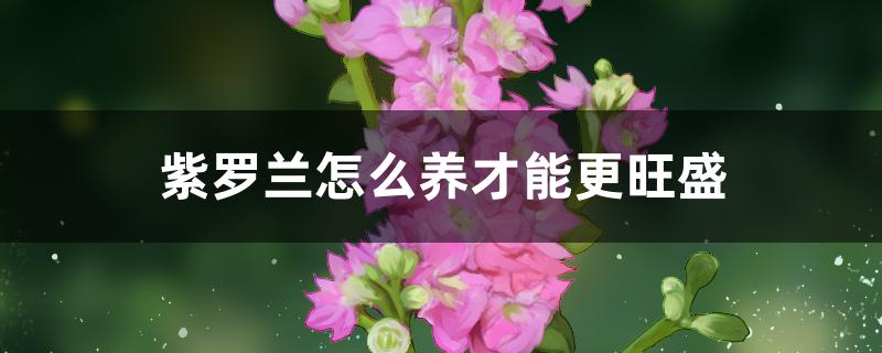 紫罗兰怎么养才能更旺盛 紫罗兰怎么养才能更旺盛