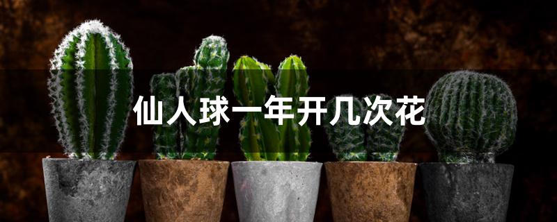 仙人球一年开几次花 仙人球一年开几次花