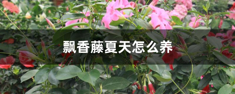 飘香藤夏天怎么养 飘香藤夏天怎么养