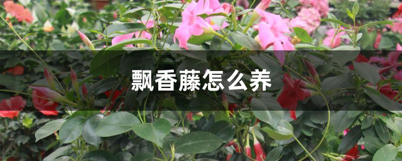 飘香藤怎么养 飘香藤怎么养