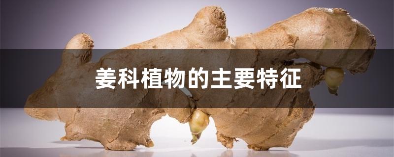 姜科植物的主要特征 姜科植物的主要特征